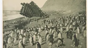 Wreck Of The Gratitude