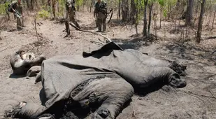 Dead Elephant