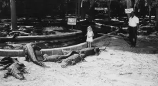 Girl Looking At Alligators