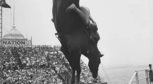 Horse Belly