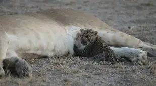 Leopard Baby Lion Mom