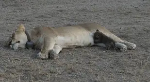 Mom Lion