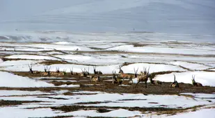Qinghai Hoh Xil