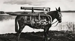 Rocket Donkey