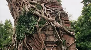 Tree Temple