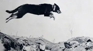 Trench Dog