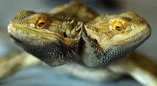 Bearded Dragon