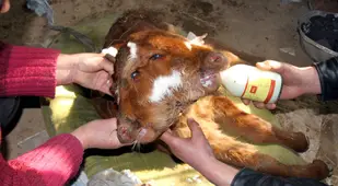 Calf Eating