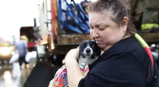 Comfort Dog Harvey