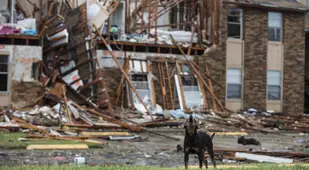 Dog Destruction