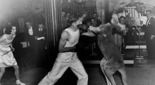 Kangaroo Boxer