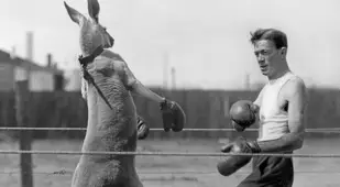 Kangaroo Opponent