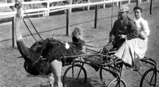 Riding An Ostrich