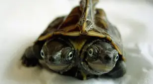 Two-Headed Animals Turtle