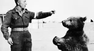 Army Mascots Wojtek the Bear
