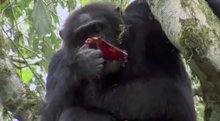 Chimp eating meat