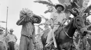 Honduras Harvesting Bananas