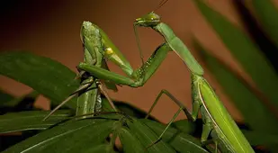 Praying mantis eating another praying mantis