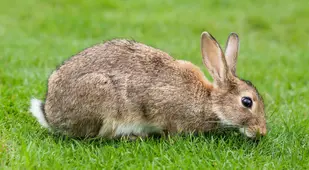 Rabbit in the grass