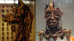 Flayed Llama And Human
