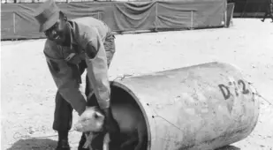 Pig In Atomic Test