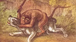 Monkey Baiting