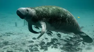 Dugong