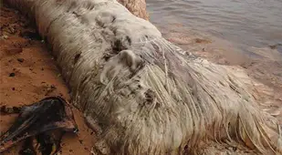 Indonesian Hairy Blob real-life monsters