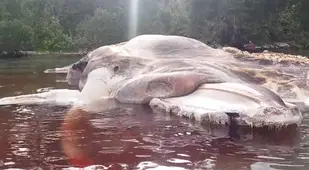 Indonesian sea creature real-life monsters