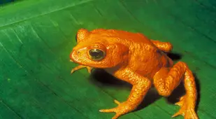 Golden Toad