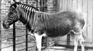 Quagga Extinct Animals