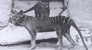 Tasmanian Tiger Extinct Animals