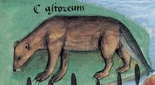 Beaver Tail Medieval Foods