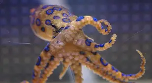 Blue Ring Octopus