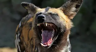 Hyena