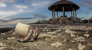 Hermit Crab Uses Plastic For Shell
