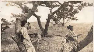 Geisha Play Shamisen By Trees