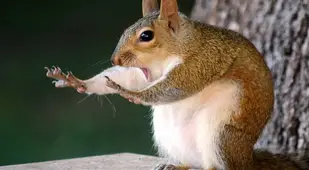 Squirrel Hands Up