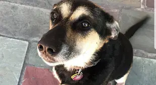Dog Sits And Stays
