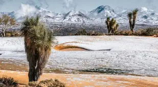 Cactus Mountains Snow