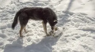Animals Of Chernobyl