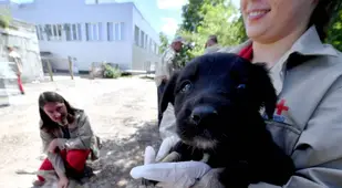 Puppy From Red Forest
