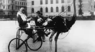 Josephine Baker With Ostrich