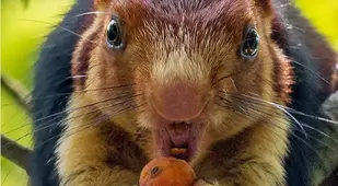 Malabar Squirrel Mouth Open