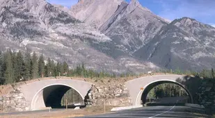 Tree-Covered Animal Bridges Over Highway