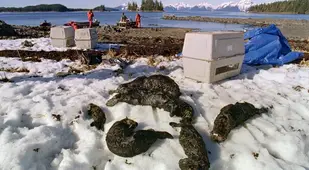 Dead Otter Family Exxon