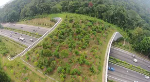 Tree-Covered Bridge Over Highway