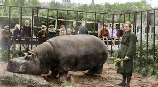 A Hippo In A Cage