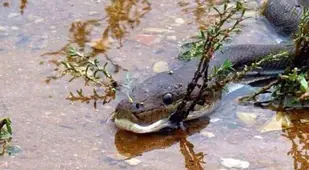 Olive Python Slithers On Branch In Swamp