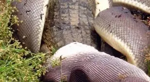 Python Swallowing Johnstone Crocodile